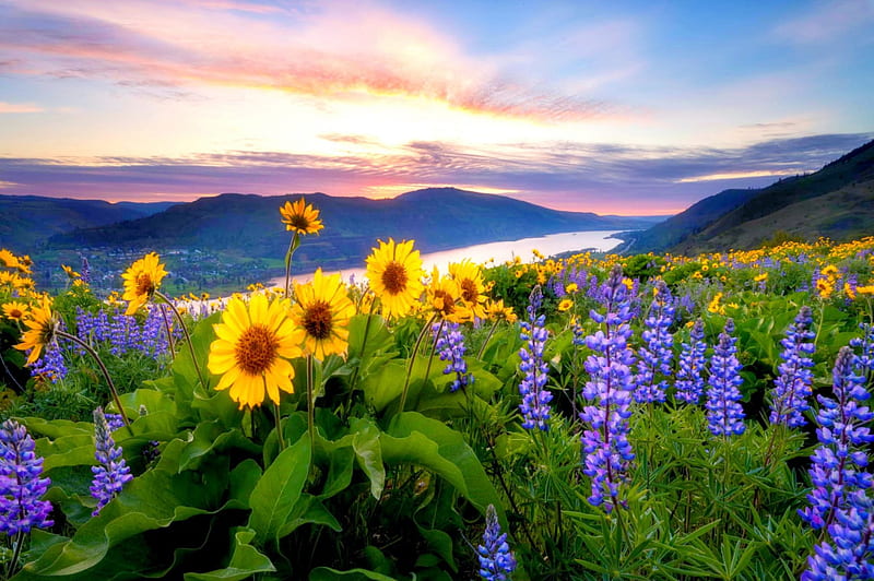 Predawn Wildflowers, grass, wildflower, town, Oregon, yellow, bonito, dawning, green, purple, mountains, flowers, river, sunrise, HD wallpaper