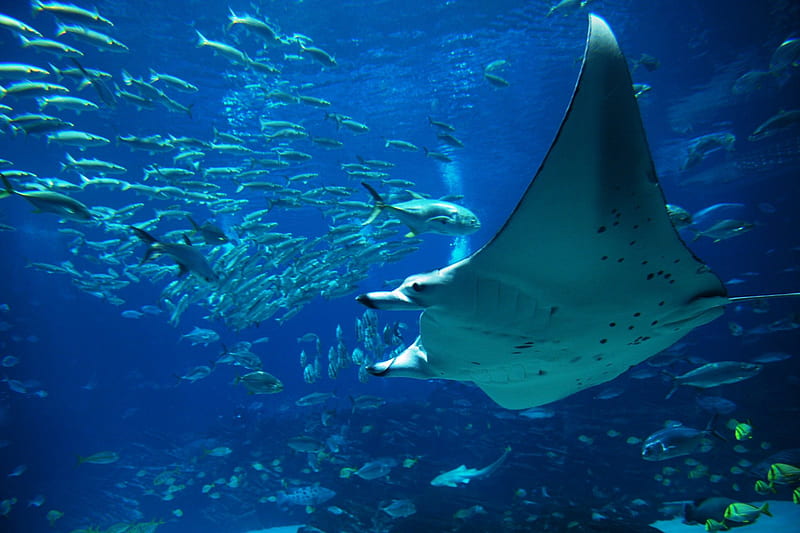 Manta ray Wallpaper 4K Underwater Ocean life Fishes 9399