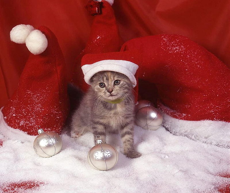 kitty santa hat