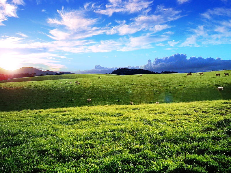 Grassland, pretty, wonderful, stunning, sun, bonito, clouds, nice, cows, blue, amazing, hills, horizon, sky, sheeps, nature, meadow, HD wallpaper