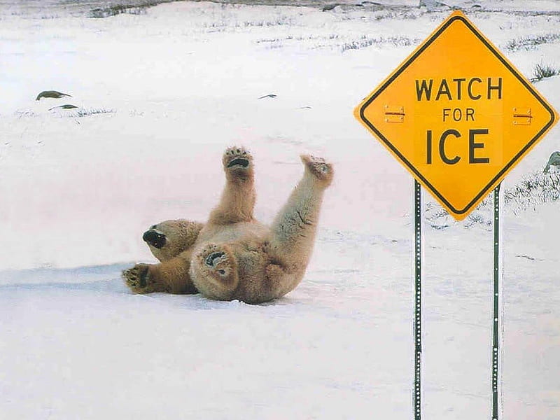 Watch For Ice, ice, sign, polar bear, HD wallpaper