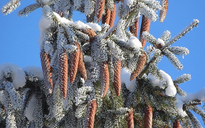 Pine Cones, winter, spruce, conifer, tree, snow, HD wallpaper