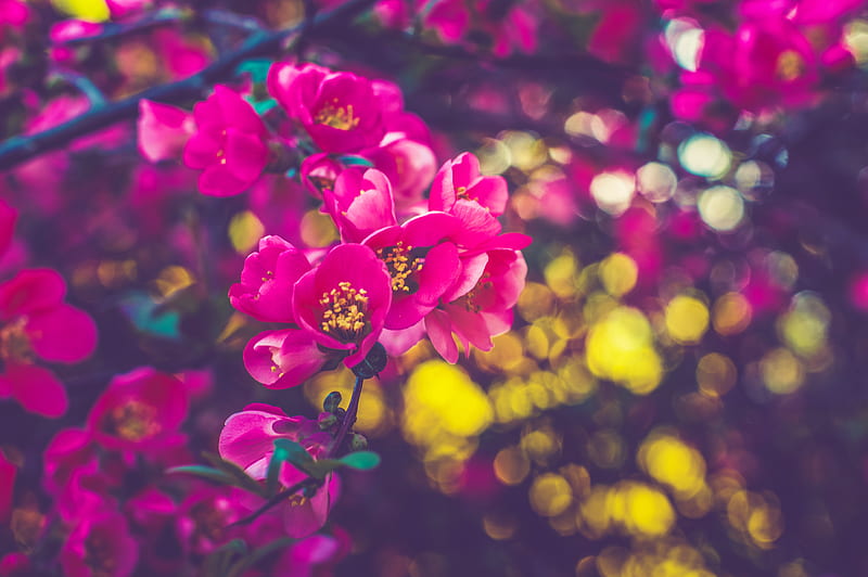 Spring Flowers , flowers, nature, HD wallpaper