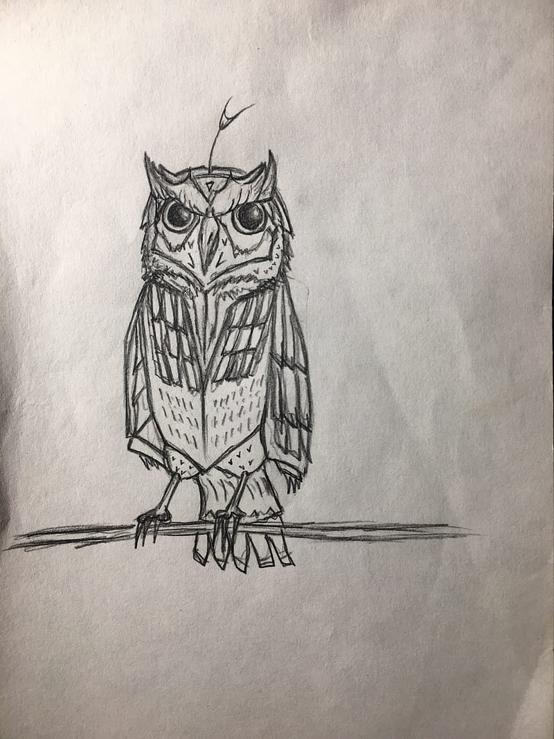 Owl 1 , birds, drawings, ibis, nature, HD phone wallpaper
