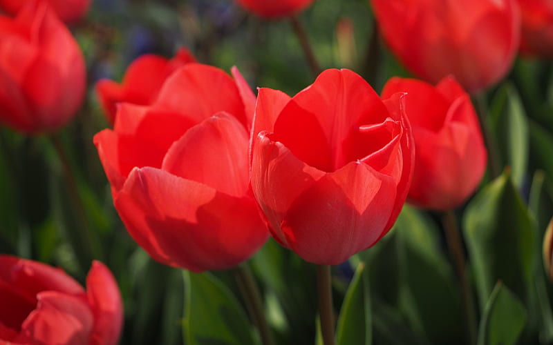 macro, red tulips, buds, HD wallpaper