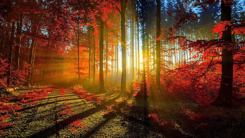 Graphy Of Autumn Red Forest With Sunbeam Nature, HD wallpaper | Peakpx