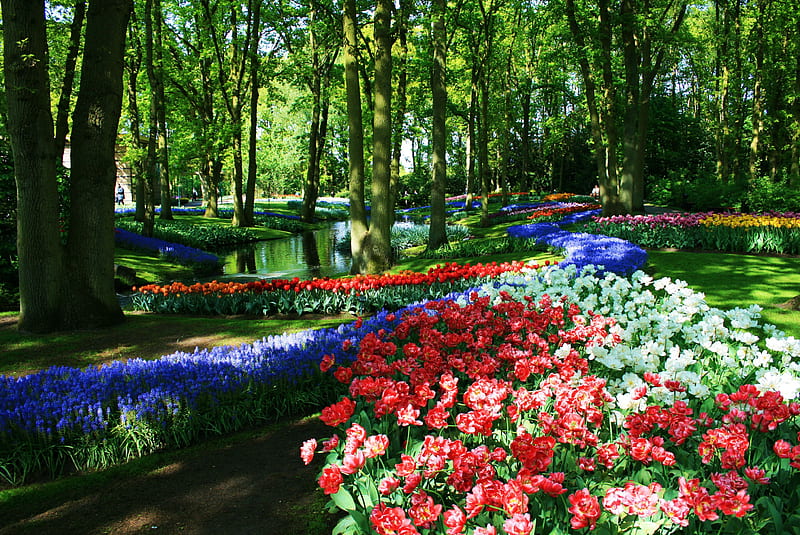 Keukenhof Gardens, Netherlands, pond, water, tulips, trees, HD wallpaper