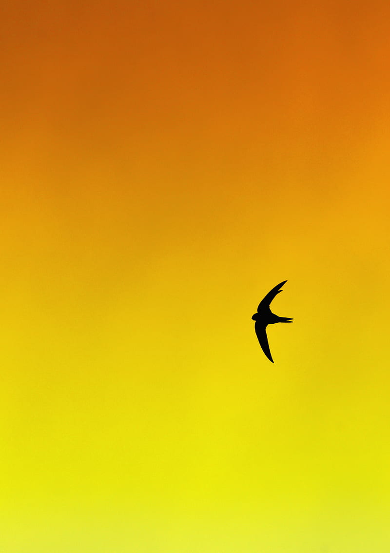 bird, swallow, gradient, yellow, orange, HD phone wallpaper
