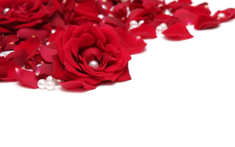 Red rose petals, red, pearl, rose, flowers, petals, HD wallpaper