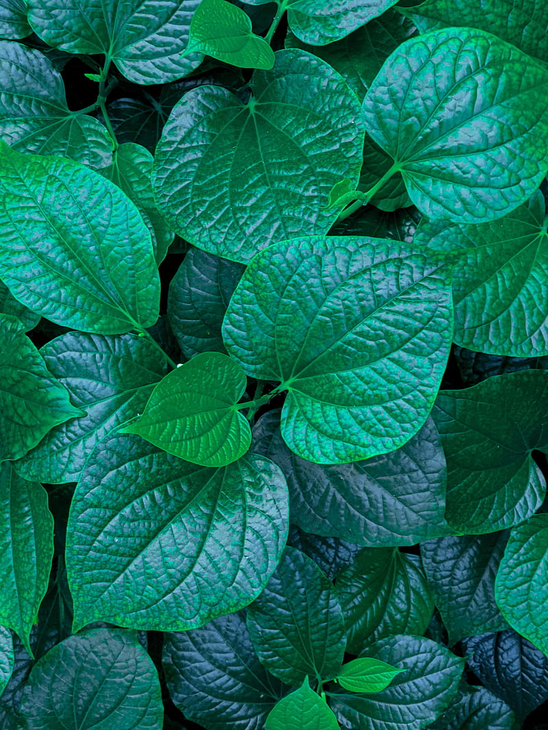 leaves, veins, green, macro, HD phone wallpaper