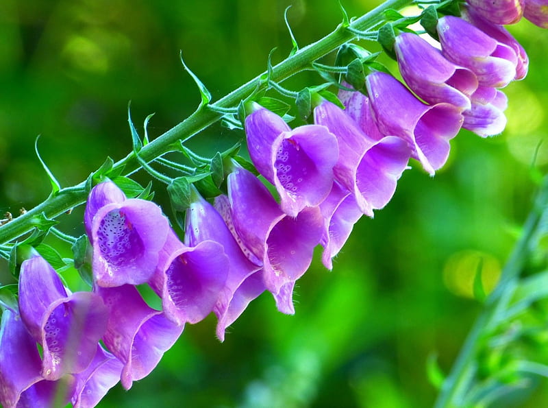 Thimble Flowers!, flowers, nature, thimble flower, purple, HD wallpaper