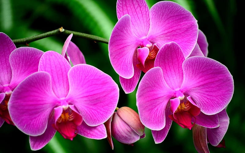 orchid flower branch exotic-Beautiful flowers, HD wallpaper
