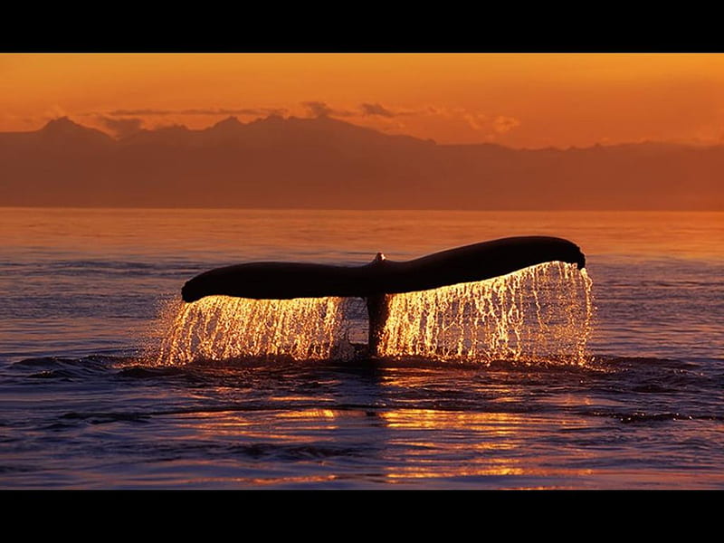 Gentle giant, sunset, water, whale, tail, HD wallpaper