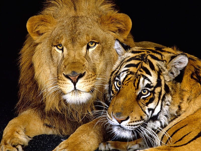 Friends-4-ever, tigers, cats, animals, lions, HD wallpaper