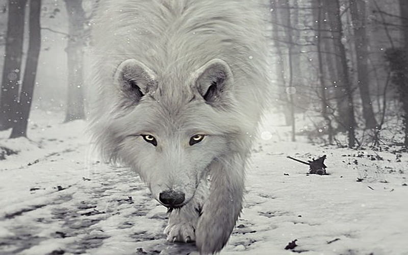 White Wolf, wolf, gray, snow, white, HD wallpaper