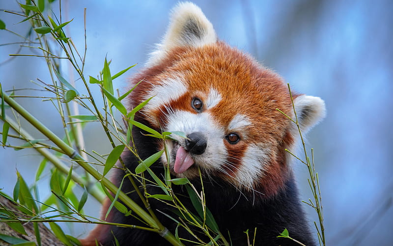 Red panda, teddy bear, cute animals, wildlife, pandas, wild animals, HD wallpaper