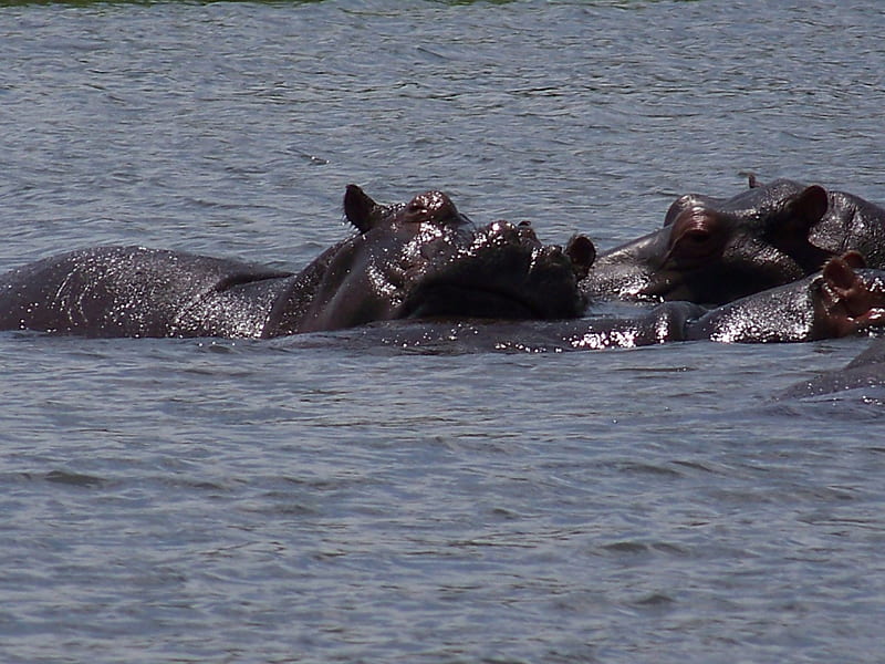 Hippopotamus in Chobe river, Chobe, National parks, Hippopotamus, Botswana, HD wallpaper
