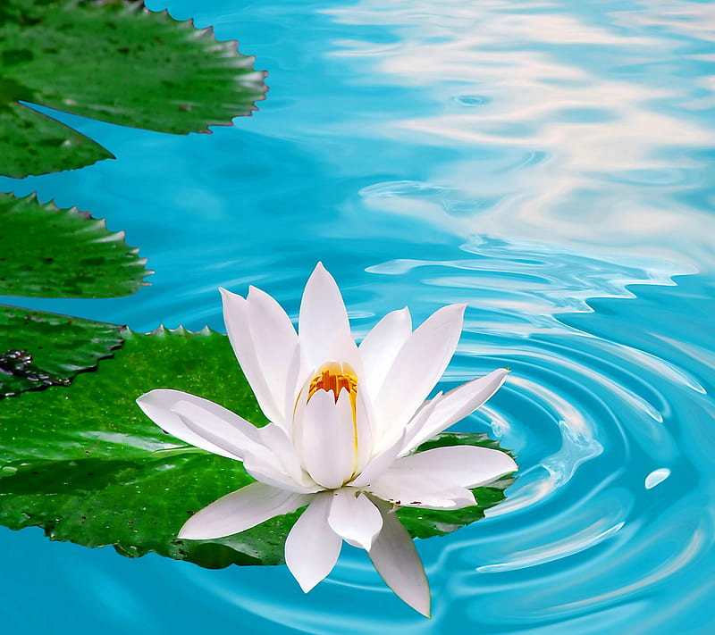 Water Lily, flower, lotus, HD wallpaper