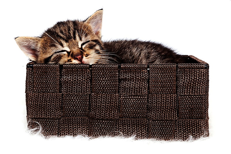My Cozy Comfy Life, cute, warm, kitty, dreamland, adorable, sleeping, sweet, cuddly, HD wallpaper