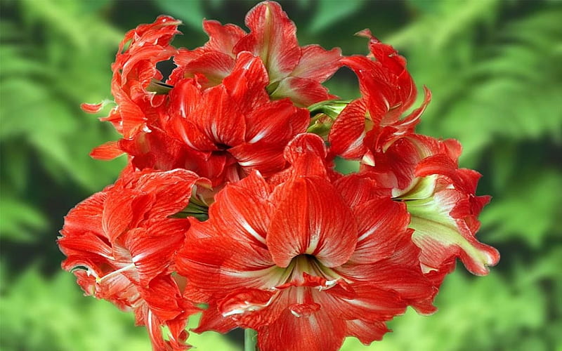 Red Amaryllis, flower, red, Amaryllis, macro, HD wallpaper