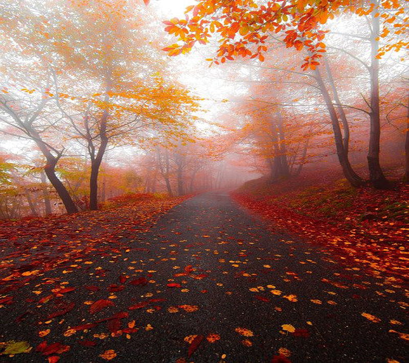 Autumn Morning, HD wallpaper