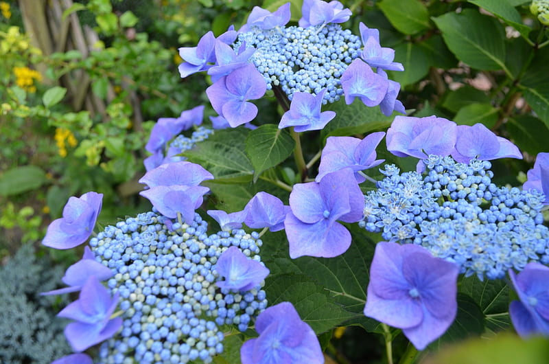 Hortensia, hojas, plantas, flores, jardín, pétalos, azul, Fondo de pantalla  HD | Peakpx