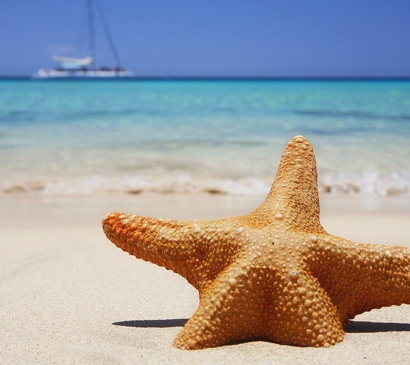 Starfish, cool, heat, natural, new, nexus, relax, rest, sea, summer, sun, HD wallpaper