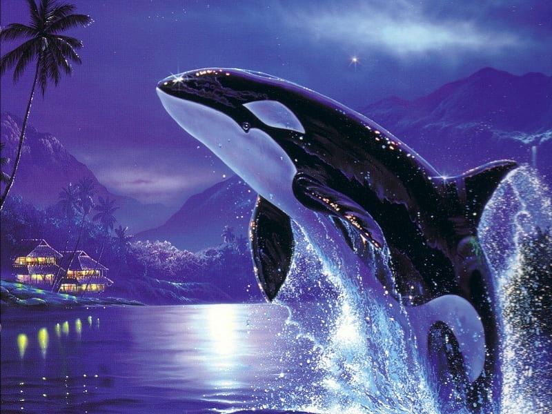 Orca, whale, sea, killer whale, HD wallpaper