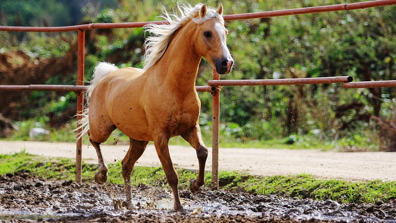 single-horse, cute, nice, horse, animal, HD wallpaper