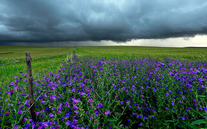 The Storm, fence, pretty, grass, bonito, clouds, stormy, splendor, flowers field, green, flowers, beauty, lovely, view, sky, storm, peaceful, nature, field of flowers, field, landscape, HD wallpaper