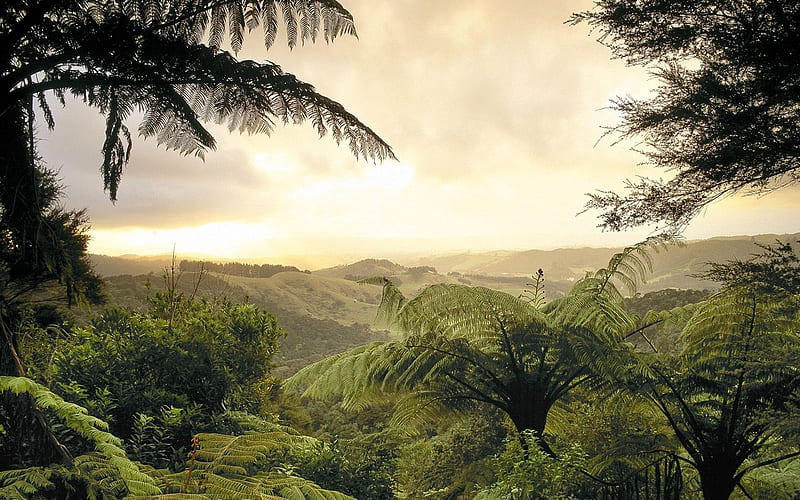 New Zealand-South Island Forest, HD wallpaper