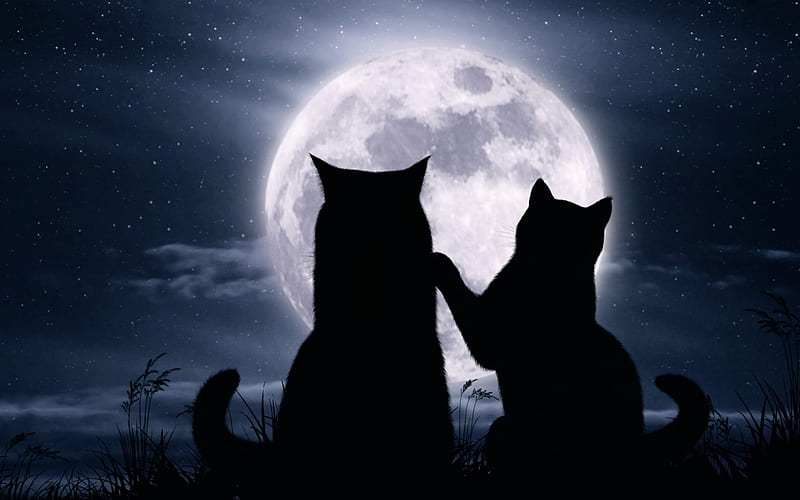 moon, black, silhouette, cat, moon, white, couple, blue, pisica, HD wallpaper