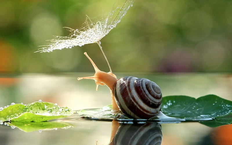 500 Snail Pictures HQ  Download Free Images on Unsplash