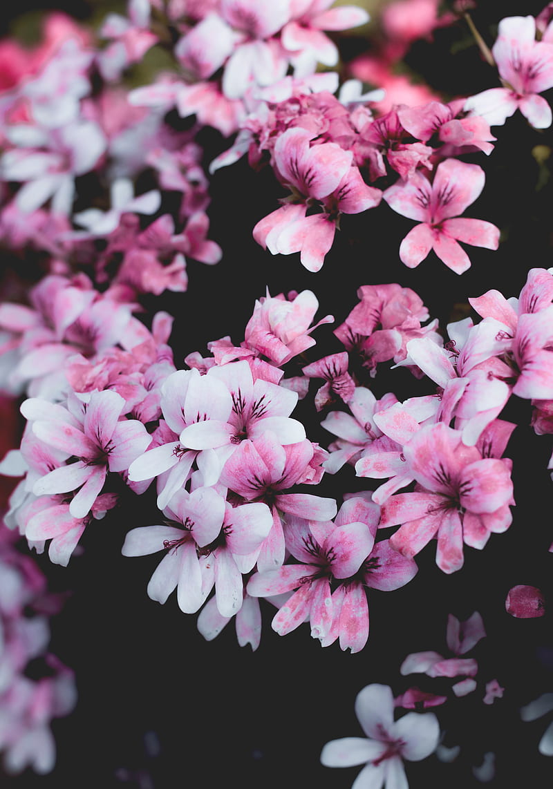 geranium, flowers, pink, bush, bloom, HD phone wallpaper