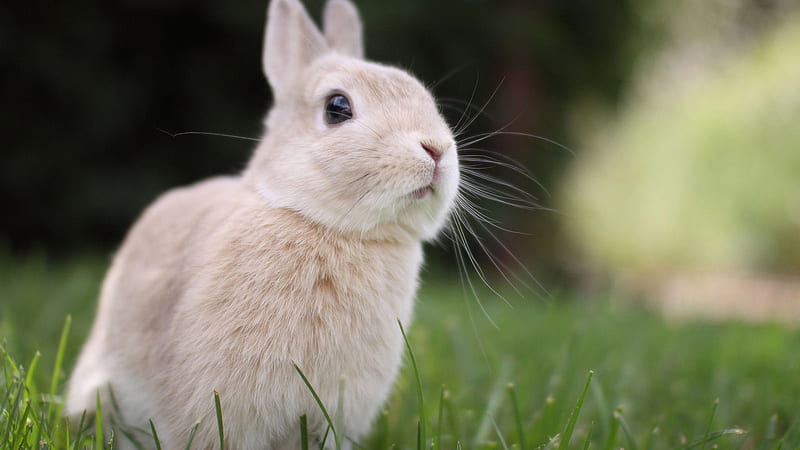 White Cute Rabbit In Greenfield Animals, HD wallpaper