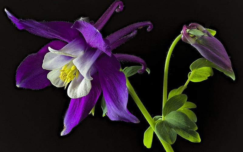 Beautiful Flower, Macro, Purple, Aquilegia, Flower, HD wallpaper