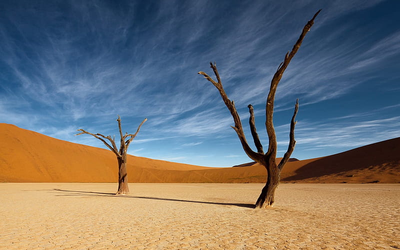 desert landscape, tree, desert, dune, landscape, HD wallpaper