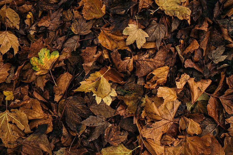 Dried Leaves, HD wallpaper