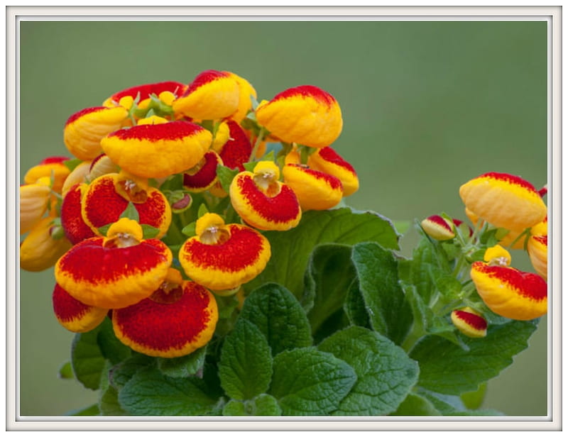 Flowers Of A Lady's Purse Flower, Calceolaria Stock Photo, Picture and  Royalty Free Image. Image 57192688.