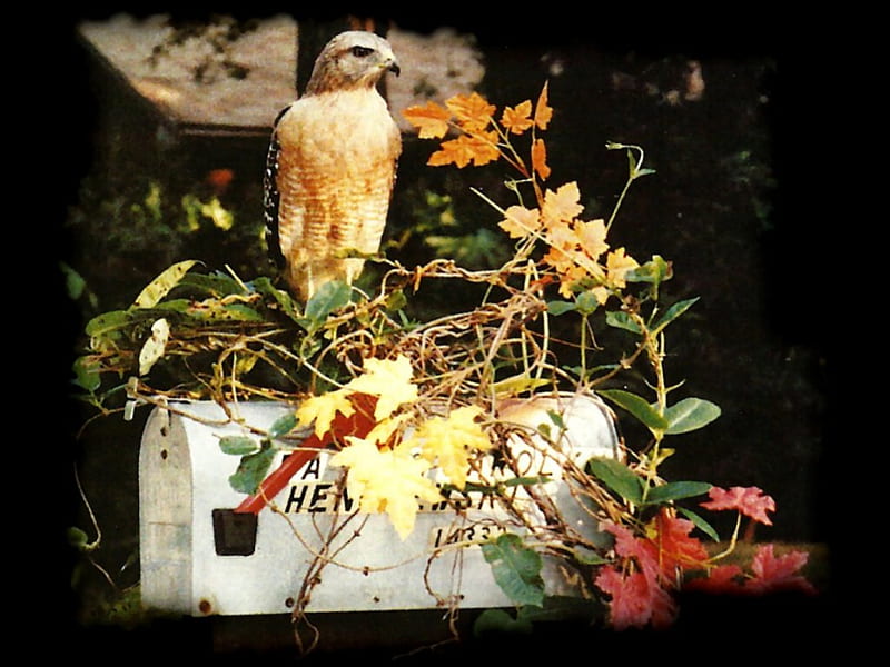 Red-shouldered Hawk , graphy, bird, avian, wildlife, hawk, animal, HD wallpaper