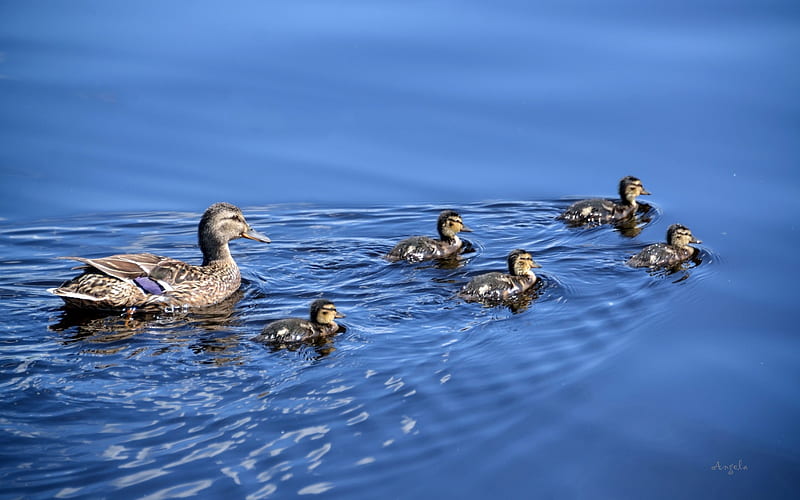 Duck Family, ducks, birds, water, family, Latvia, HD wallpaper