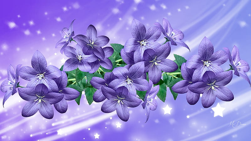 Lavender So Lovely, lavender, floral, stars, Firefox Theme, shine, spring, sparkle, purple, clematis, blossoms, flowers, summer, HD wallpaper