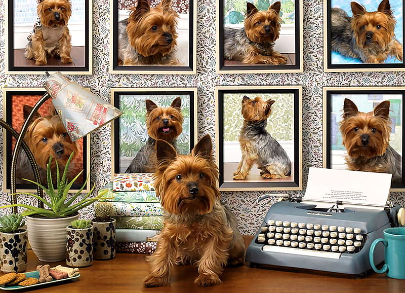 Yorkies are my Type - Dog, graphy, wide screen, bonito, pets, dogs, animal, canine, HD wallpaper