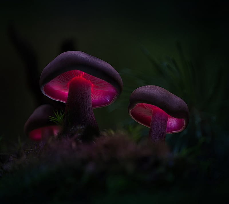 Purple mushrooms, abstract, wonderland, HD wallpaper