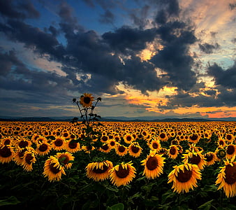 Sunflowers, spring, HD wallpaper | Peakpx