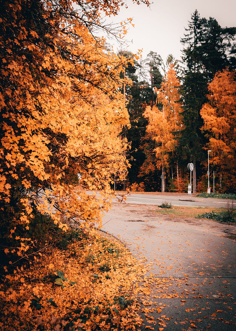 road, trees, yellow, foliage, autumn, HD phone wallpaper