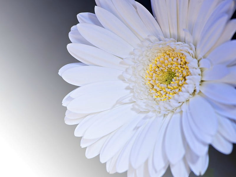 Flor de gerbera, flor, gerbera, blanco, Fondo de pantalla HD | Peakpx
