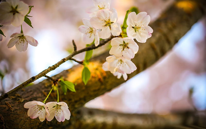let the cherry blossoms-Plants, HD wallpaper
