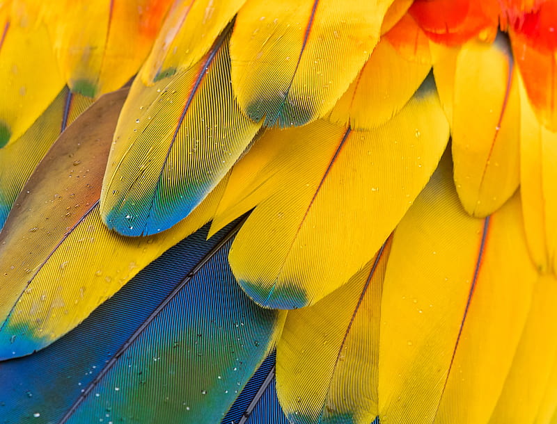 feathers, macro, multi-colored, HD wallpaper