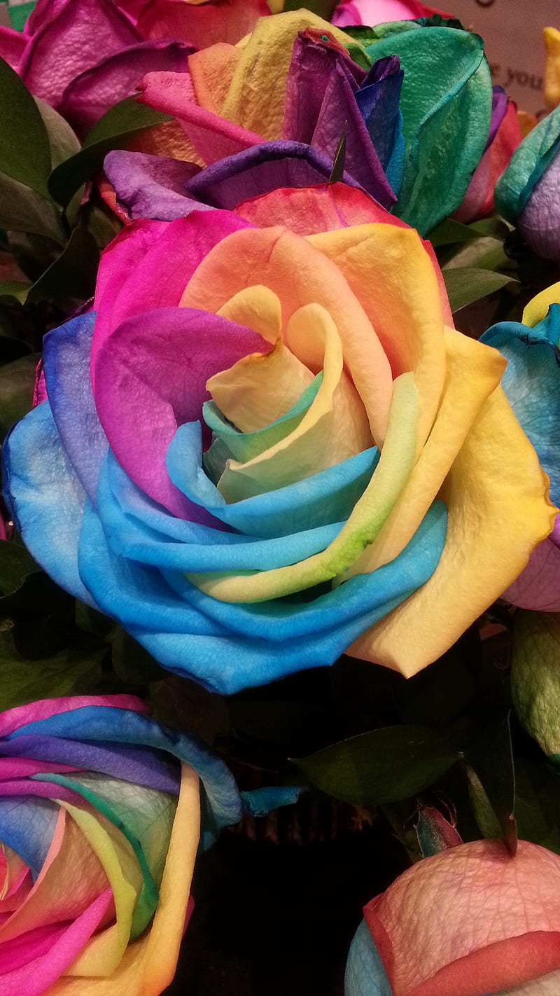 Rose, colours, cute, flower, flowers, paint, purple, rainbow, rainbows, roses, HD phone wallpaper